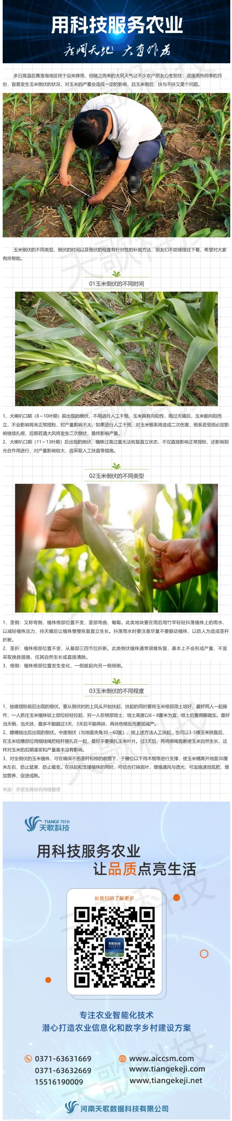 暴雨＋大風(fēng)，玉米苗期倒了扶不扶？怎么扶？.jpg